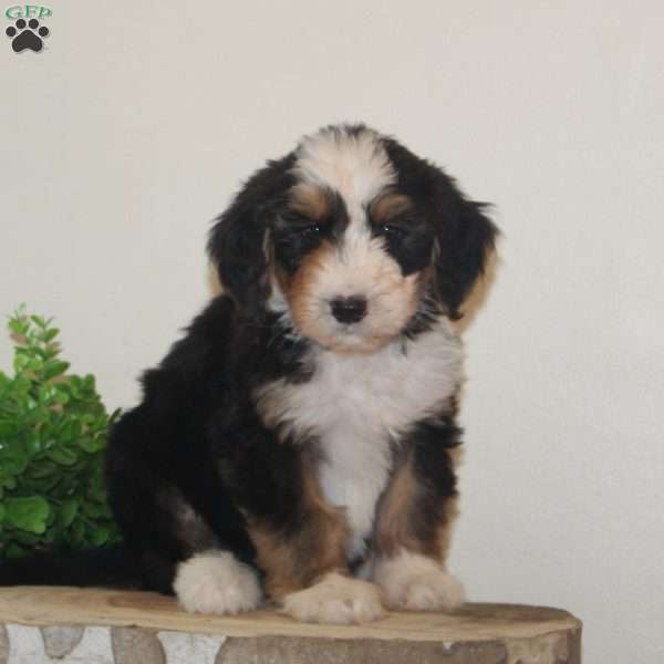 Winterberry, Bernedoodle Puppy